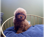 Small #3 Poodle (Toy)