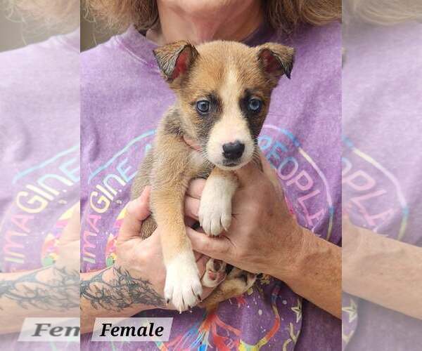 Medium Photo #3 Mutt Puppy For Sale in Royal Palm Beach, FL, USA