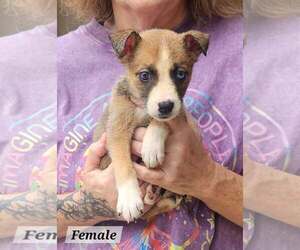 Bubbly* - Female Mutt Dog for Adoption - Photo #3