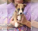 Small Photo #3 Mutt Puppy For Sale in Royal Palm Beach, FL, USA
