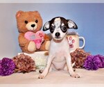 Puppy Fifer Chihuahua