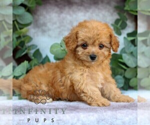 Cavachon-Poodle (Miniature) Mix Puppy for sale in GORDONVILLE, PA, USA
