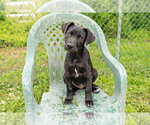 Small #3 Border Collie Mix