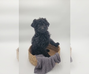 Medium Poodle (Miniature)