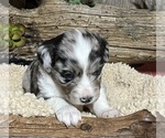 Small Photo #5 Miniature Australian Shepherd Puppy For Sale in GEARY, OK, USA