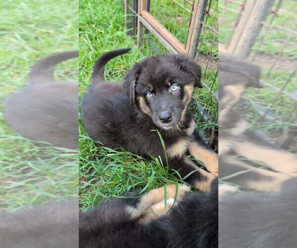 Medium Photo #1 Australian Shepherd Puppy For Sale in SOUTH HILL, VA, USA