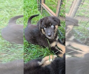 Australian Shepherd Puppy for sale in SOUTH HILL, VA, USA
