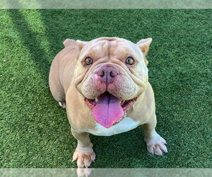 Free-Lance Bulldog Dogs for adoption in Orange, CA, USA