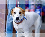 Small #40 Great Pyrenees Mix