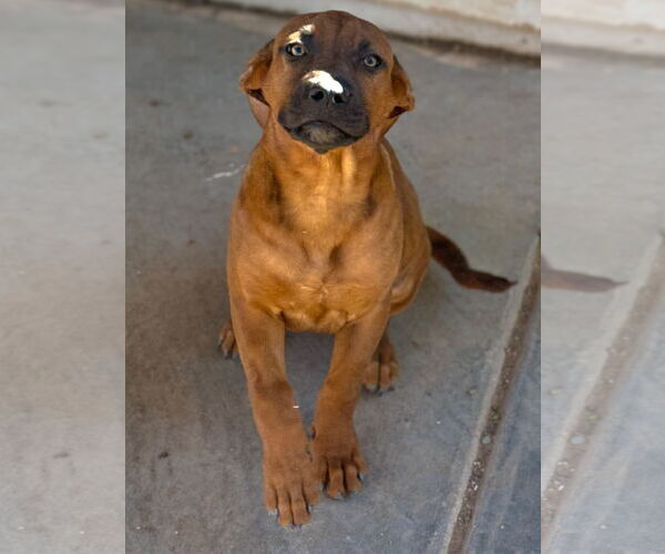 Medium Photo #2 Black Mouth Cur-Catahoula Leopard Dog Mix Puppy For Sale in Phoenix, AZ, USA
