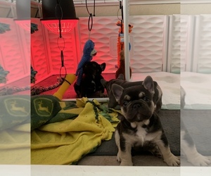 French Bulldog Puppy for sale in CLOVIS, CA, USA
