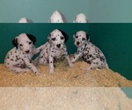 Small Photo #4 Dalmatian Puppy For Sale in DUVALL, WA, USA