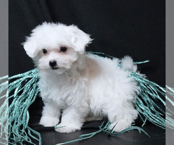 Medium Photo #6 Maltese Puppy For Sale in ROCK VALLEY, IA, USA