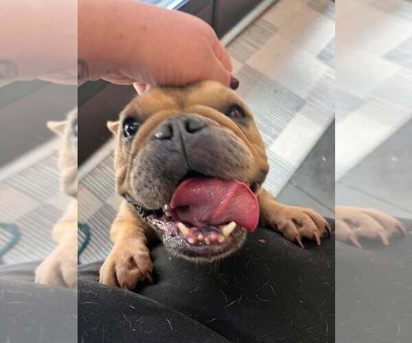 Medium Photo #2 French Bulldog-Unknown Mix Puppy For Sale in New York, NY, USA
