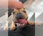 Small Photo #2 French Bulldog-Unknown Mix Puppy For Sale in New York, NY, USA