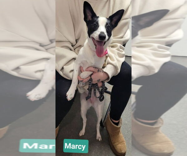 Medium Photo #2 Jack Chi Puppy For Sale in Richmond, IN, USA