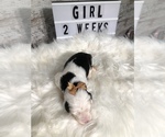 Small Photo #17 Sheepadoodle Puppy For Sale in NIXA, MO, USA
