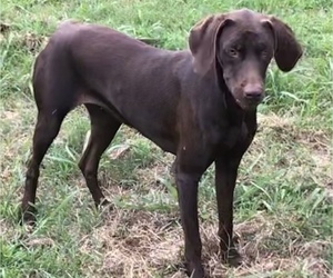 Vizsla-Weimaraner Mix Dogs for adoption in KILLEN, AL, USA