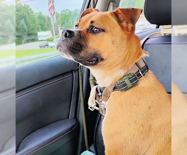 Medium Photo #2 Staffordshire Bull Terrier Puppy For Sale in Rutherfordton, NC, USA