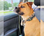 Small #1 Staffordshire Bull Terrier