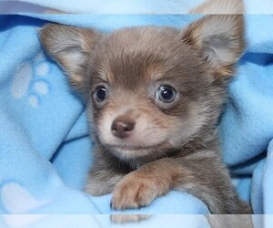 Medium Chihuahua