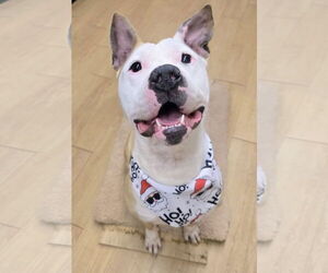 Medium American Bulldog-Labrador Retriever Mix