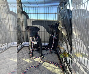 May - Female Labrador Retriever-Unknown Mix Dog for Adoption - Photo #5