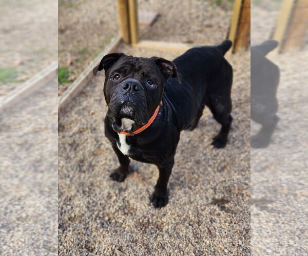 Medium Photo #8 American Bulldog-Unknown Mix Puppy For Sale in Shreveport, LA, USA