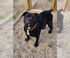 Oscar - Male American Bulldog-Unknown Mix Dog for Adoption - Photo #8