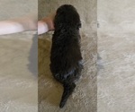 Small Photo #32 Newfoundland Puppy For Sale in CAMBRIDGE, NE, USA