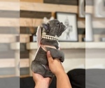 Small Photo #9 French Bulldog Puppy For Sale in ESCONDIDO, CA, USA