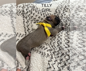 Cane Corso-Mastiff Mix Puppy for sale in FORT WAYNE, IN, USA