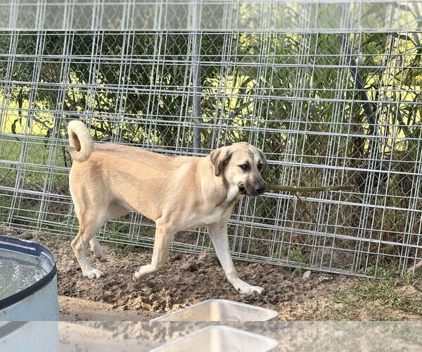 Medium Photo #29 Anatolian Shepherd-Rhodesian Ridgeback Mix Puppy For Sale in Higley, AZ, USA