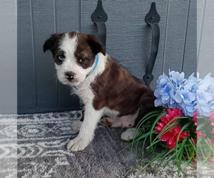 Bernese Mountain Dog-Boxer Mix Puppy for sale in FREDERICKSBURG, OH, USA