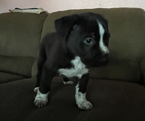 American Pit Bull Terrier-Unknown Mix Puppy for sale in SACRAMENTO, CA, USA
