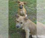 Small #8 Chihuahua-Wheaten Terrier Mix