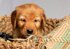 Small Photo #17 Golden Retriever Puppy For Sale in EX SPGS, MO, USA