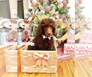 Poodle (Standard) Puppy for sale in OWASSO, OK, USA