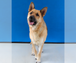 Small #1 German Shepherd Dog