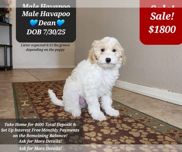 Medium Photo #3 Poovanese Puppy For Sale in TUCSON, AZ, USA