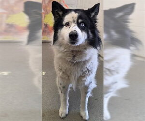Mutt Dogs for adoption in San Bernardino, CA, USA