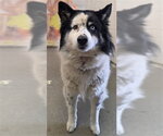 Small Mutt