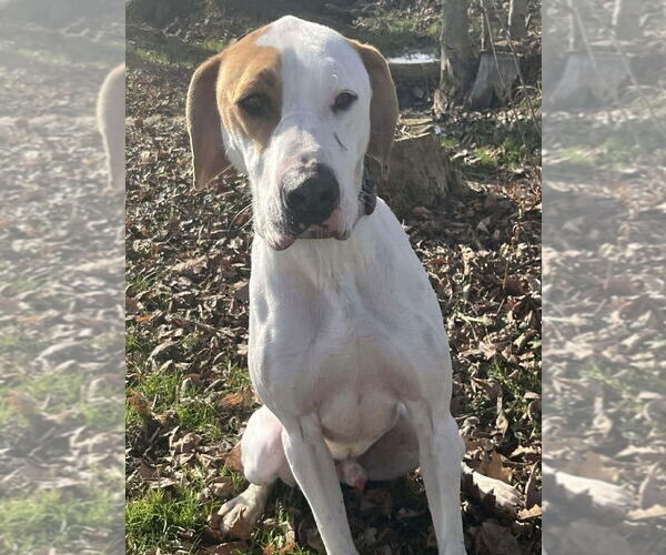 Medium Photo #5 Mutt Puppy For Sale in Osgood, IN, USA