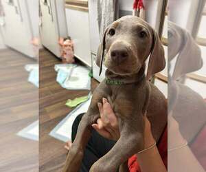 Doberman Pinscher Puppy for sale in AUSTIN, TX, USA