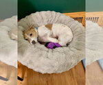 Small #3 Chihuahua Mix
