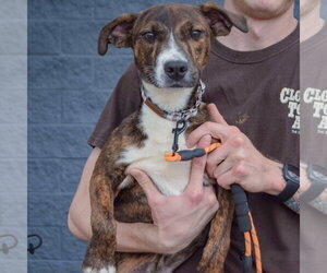 Vic - Male Boxer-Red Heeler Mix Dog for Adoption - Photo #2
