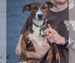 Small Photo #2 Boxer-Red Heeler Mix Puppy For Sale in Huntley, IL, USA