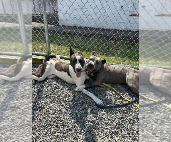 Medium Photo #6 Mutt Puppy For Sale in Rockaway, NJ, USA