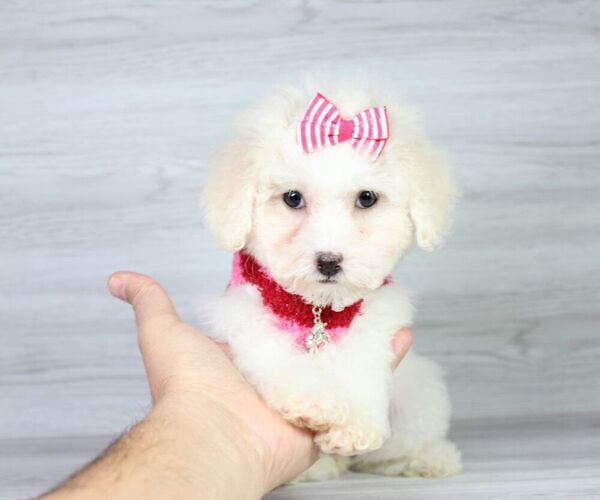 Medium Photo #21 Maltipoo Puppy For Sale in LAS VEGAS, NV, USA