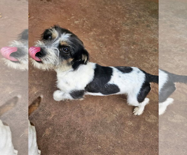 Medium Photo #1 Mutt Puppy For Sale in Grafton, WI, USA